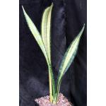 Sansevieria trifasciata cv Forescate one-gallon pots