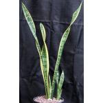 Sansevieria trifasciata var. laurentii 3-gallon pots