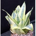 Sansevieria trifasciata var. hahnii cv Golden 4-inch pots