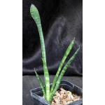 Sansevieria cv USDA Blue Hybrid 5-inch pots