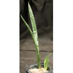 Sansevieria zeylanica 5-inch pots
