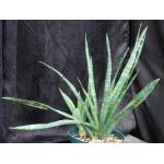 Sansevieria zeylanica 8-inch pots