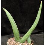 Sansevieria dhofarica 8-inch pots