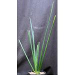 Sansevieria erythraeae one-gallon pots