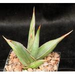 Sansevieria pinguicula (Lav 12240) 5-inch pots