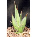 Sansevieria pinguicula one-gallon pots
