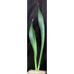 Sansevieria liberica one-gallon pots