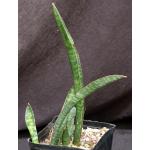 Sansevieria cv Leopard Bat one-gallon pots