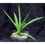 Sansevieria mikephillipsii one-gallon pots