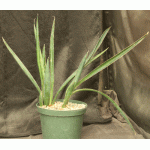 Sansevieria aethiopica cv Alice Wadehofer 8-inch pots