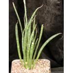 Sansevieria aethiopica (Lav 15348) one-gallon pots