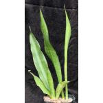 Sansevieria sp. aff. nilotica one-gallon pots
