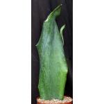 Sansevieria alwitrii (BG 98-293) 8-inch pots