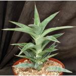 Sansevieria arborescens (Bhitala 1021) 8-inch pots