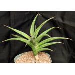 Sansevieria arborescens (Lav 23151) 8-inch pots
