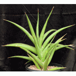 Sansevieria arborescens (Lav 23151) 3-gallon pots