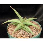 Sansevieria arborescens (Lav 23151) 8-inch pots