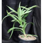 Sansevieria bagamoyoensis (WY 1117) 2-gallon pots