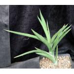 Sansevieria bagamoyoensis one-gallon pots