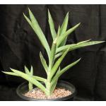 Sansevieria bagamoyoensis 5-gallon pots