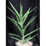 Sansevieria bagamoyoensis (Bhitala1014) 3-gallon pots