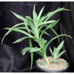 Sansevieria bagamoyoensis (WY 1117) 2-gallon pots