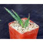 Sansevieria ballyi (Lav 7537) 4-inch pots