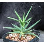 Sansevieria ballyi one-gallon pots