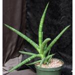 Sansevieria bella (Newton 3945) 8-inch pots
