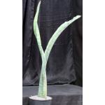 Sansevieria bhitalae cv Silver 5-gallon pots
