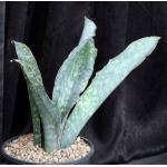 Sansevieria bhitalae (Bhitala 1001) 2-gallon pots