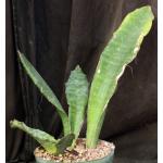 Sansevieria bhitalae (Bhitala 1000) 8-inch pots