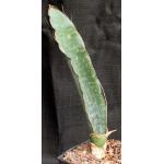 Sansevieria bhitalae cv Superclone (GC 81-071) one-gallon pots