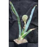Sansevieria bhitalae cv Superclone (GC 81-071) one-gallon pots