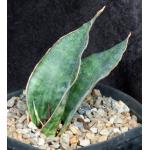 Sansevieria braunii one-gallon pots