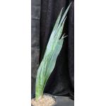 Sansevieria butleri (Wichale, Ethiopia) 2-gallon pots