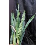 Sansevieria butleri (Wichale, Ethiopia) 5-gallon pots