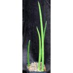 Sansevieria canaliculata one-gallon pots