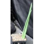 Sansevieria canaliculata 5-inch pots