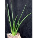 Sansevieria canaliculata (dwarf form) one-gallon pots Sansevieria canaliculata (dwarf form) one-gallon pots