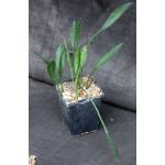 Sansevieria concinna (Lav 5949) 5-inch pots