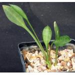 Sansevieria concinna (Lav 5933) 5-inch pots