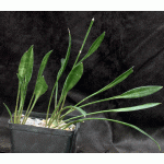 Sansevieria concinna (Lav 5933) one-gallon pots