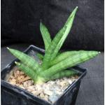 Sansevieria cv Boncel 5-inch pots