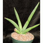 Sansevieria dhofarica 10-inch pots