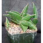 Sansevieria disticha (Lav 23154) 5-inch pots