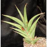 Sansevieria disticha (Lav 23154) one-gallon pots