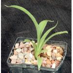 Sansevieria dooneri 4-inch pots