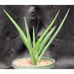 Sansevieria downsii (Downs 1775) 8-inch pots