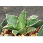 Sansevieria dumetescens (WY 1157) 4-inch pots